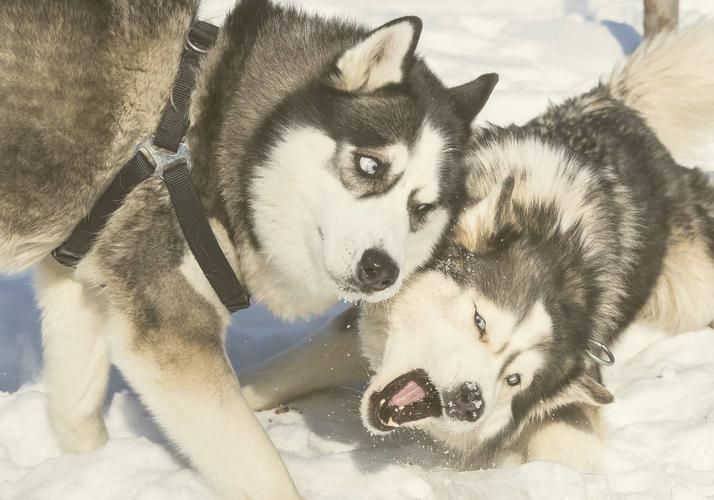 Вся Карелия в одном маршруте: водопады, тайга и уют